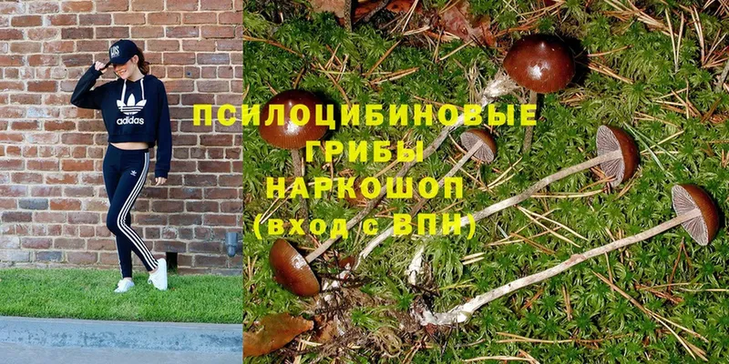 купить наркоту  Бабаево  Псилоцибиновые грибы Psilocybe 